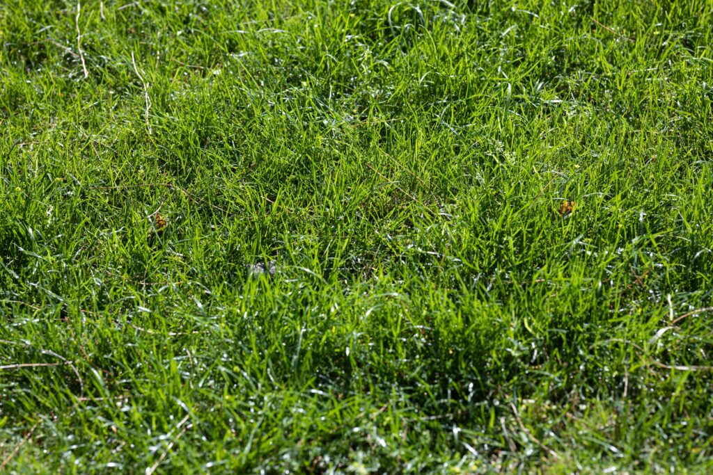 Artificial Grass Dubai