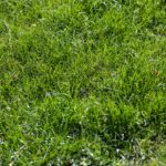 Read more about the article Best Artificial Turf Installation Guide In 2025