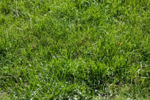 Read more about the article Best Artificial Turf Installation Guide In 2025